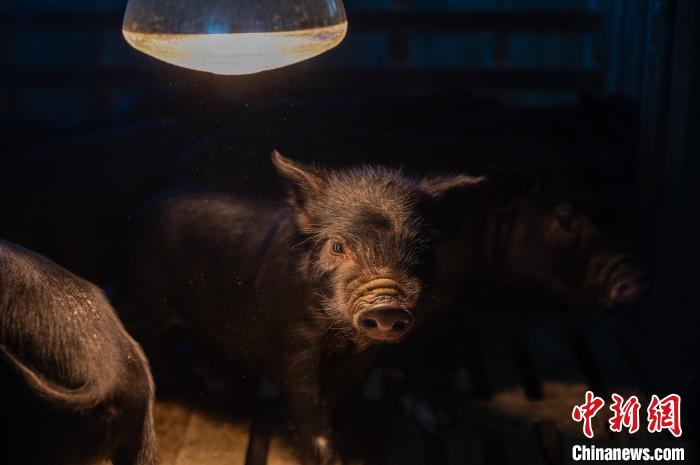 圖為藏豬被稱為“高原之珍”，以口感佳、營養(yǎng)價值高而聞名?！『闻罾?攝