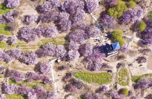 世外桃源！一組圖告訴你，西藏林芝桃花能有多美