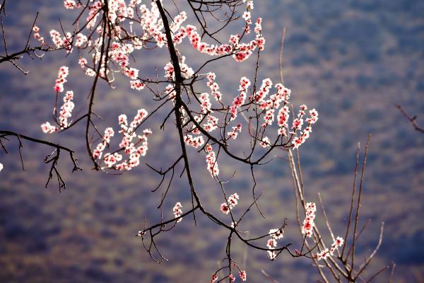 世外桃源！一組圖告訴你，西藏林芝桃花能有多美