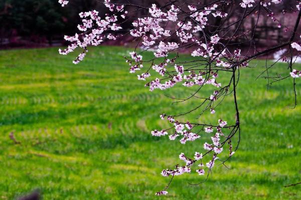 世外桃源！一組圖告訴你，西藏林芝桃花能有多美