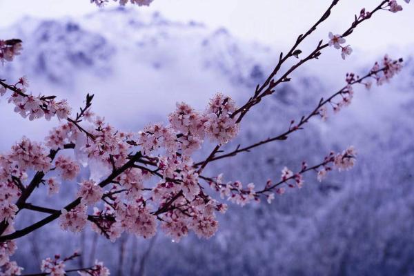 世外桃源！一組圖告訴你，西藏林芝桃花能有多美