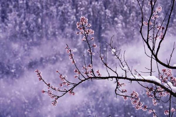 世外桃源！一組圖告訴你，西藏林芝桃花能有多美