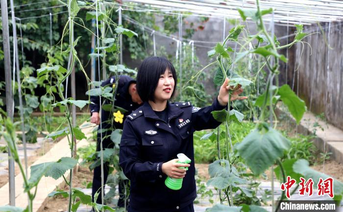 圖為李冬雪在溫室大棚里勞作?！∥鞑爻鋈刖尺叿罊z查總站供圖