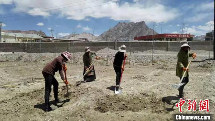 陜西林業(yè)實現抗沙臭柏常綠樹種“落地生根”阿里