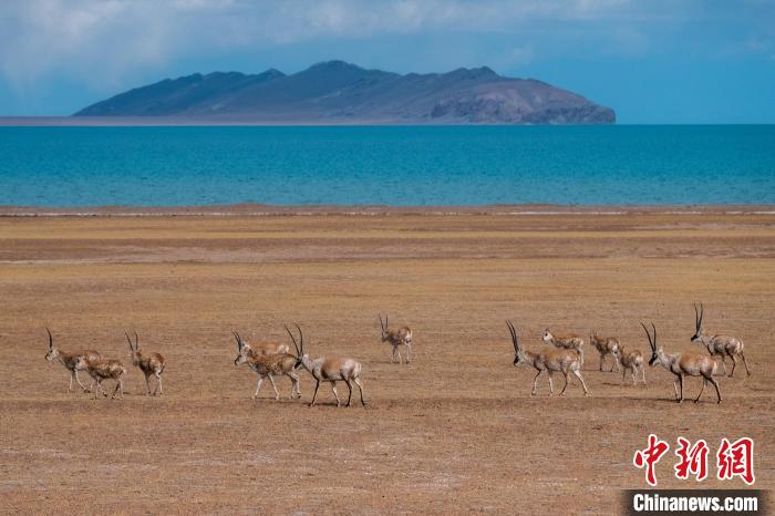 圖為西藏第一大湖色林錯(cuò)湖畔的藏羚羊群休閑覓食?！〗w波 攝