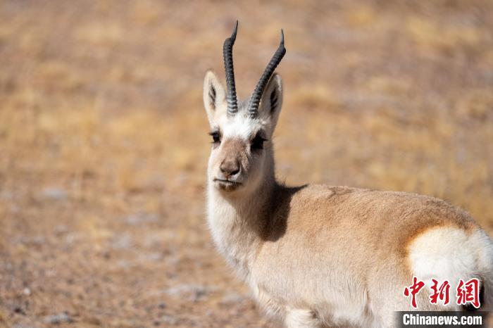 圖為西藏藏原羚，藏原羚是青藏高原特有種，也被稱為西藏黃羊。　江飛波 攝