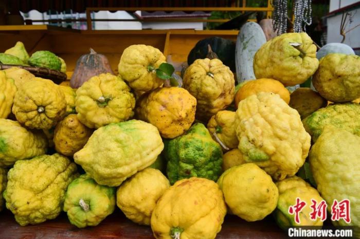 墨脫大檸檬，學名香櫞，和檸檬均為蕓香科植物。(<a target='_blank' href='/'><p  align=