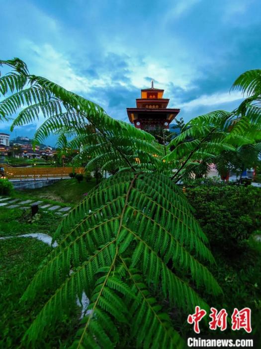 墨脫縣城公園里的桫欏。