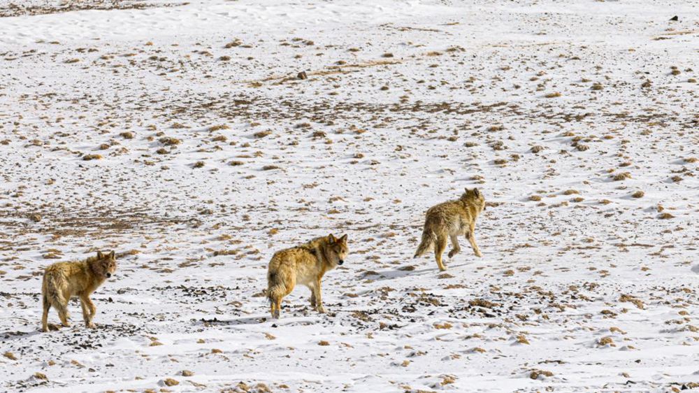 狼。金阿次仁攝