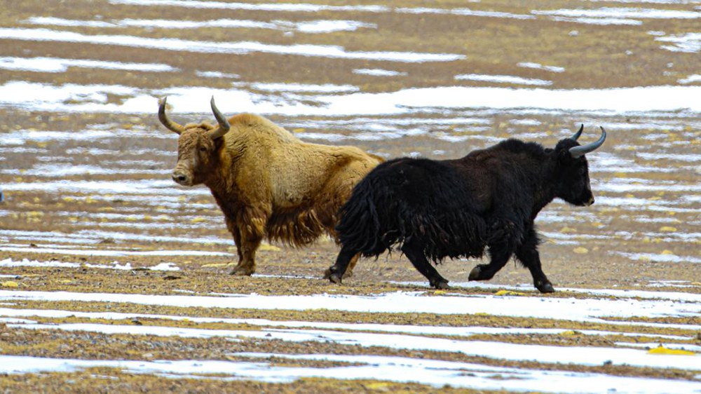野牦牛。金阿次仁攝