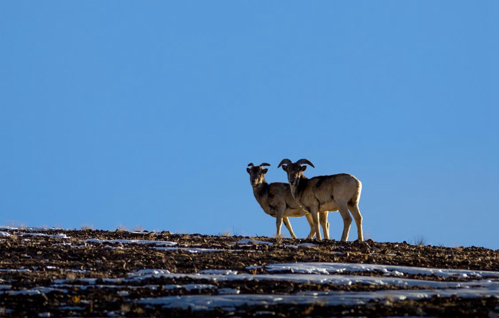 盤羊。金阿次仁攝