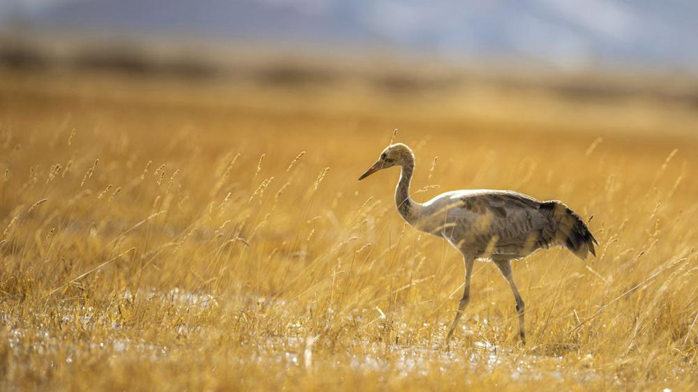 黑頸鶴幼鳥。金阿次仁攝