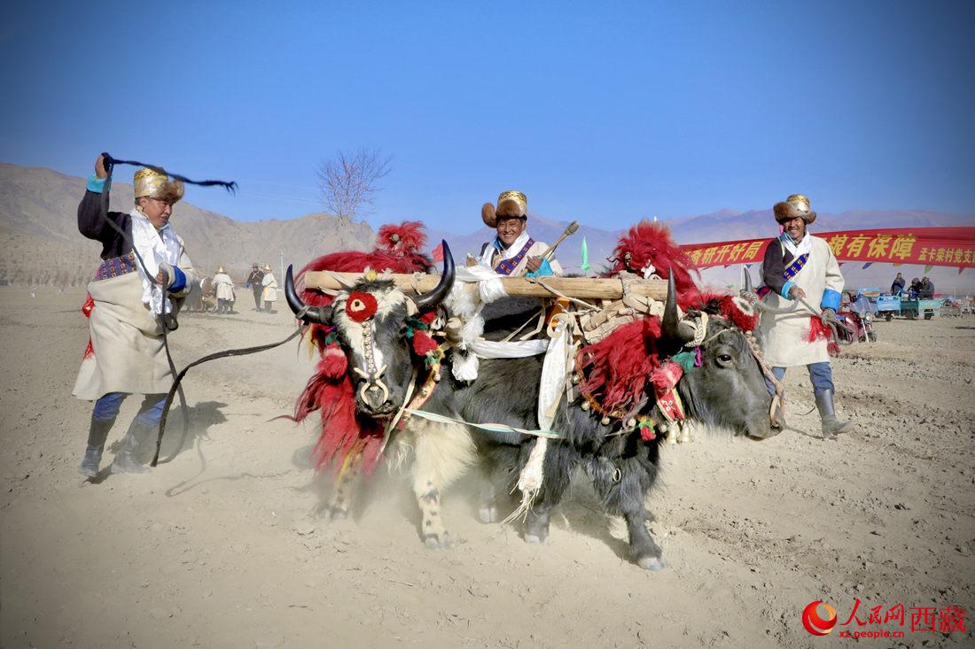 在過去漫長的歲月里，牦牛是農(nóng)耕的主力，“二牛抬杠”代表了一個(gè)時(shí)代。人民網(wǎng) 次仁羅布攝