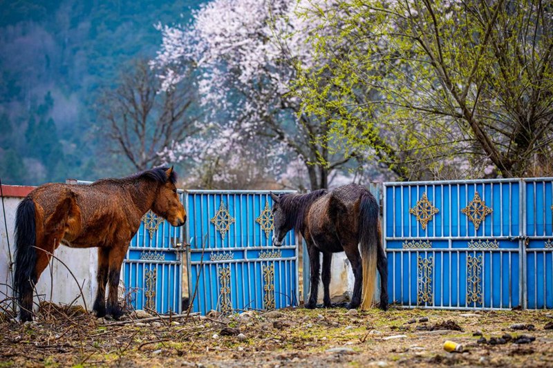 桃花下村莊。張靜攝