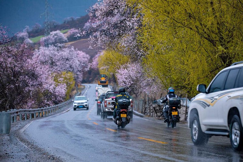 桃花林。張靜攝