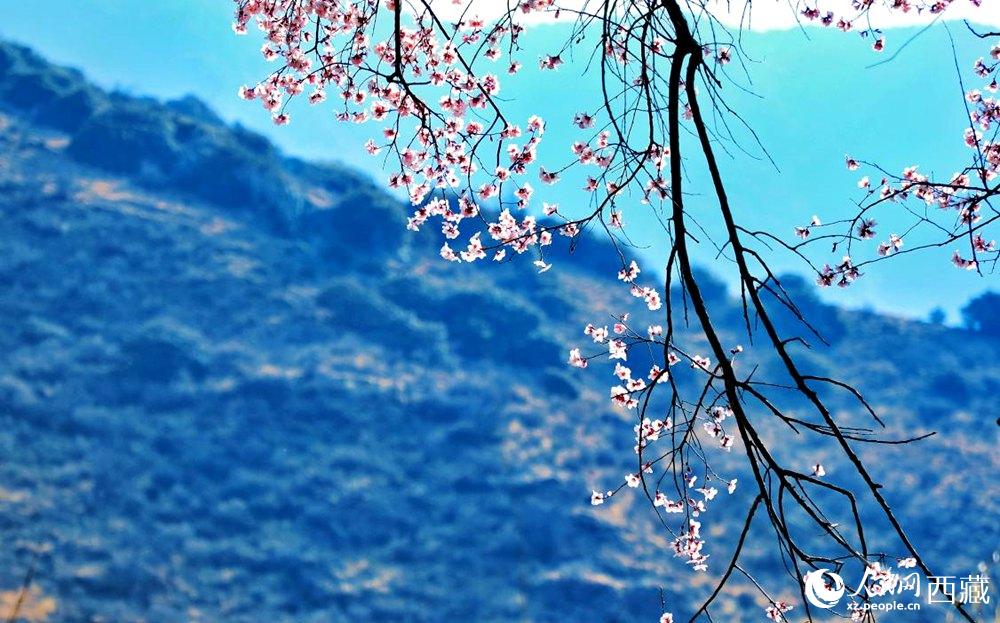 清麗的桃花。人民網(wǎng) 李海霞攝