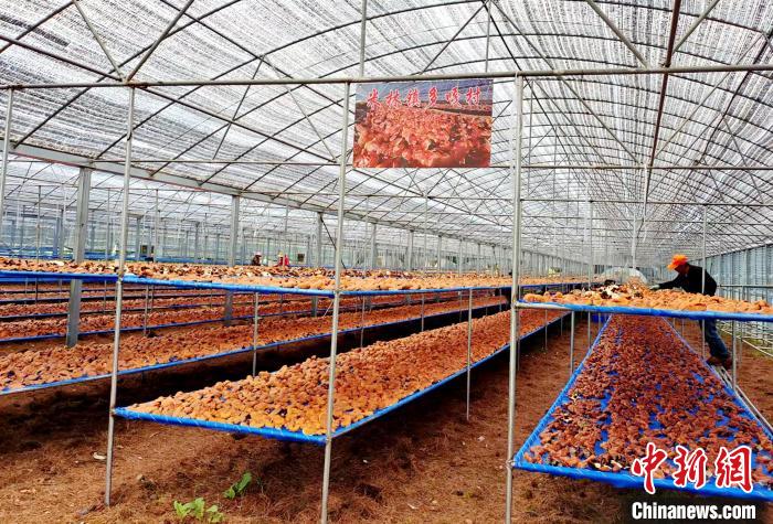 圖為紅太陽(yáng)科技示范家庭農(nóng)場(chǎng)采收的靈芝?！∑酱胪喙﹫D