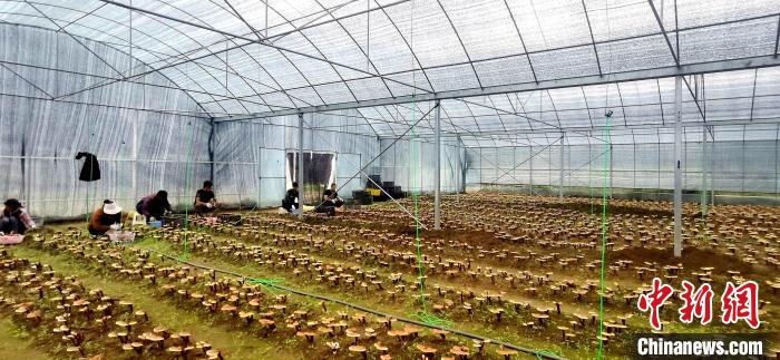 圖為紅太陽(yáng)科技示范家庭農(nóng)場(chǎng)組織民眾采收靈芝?！∑酱胪喙﹫D