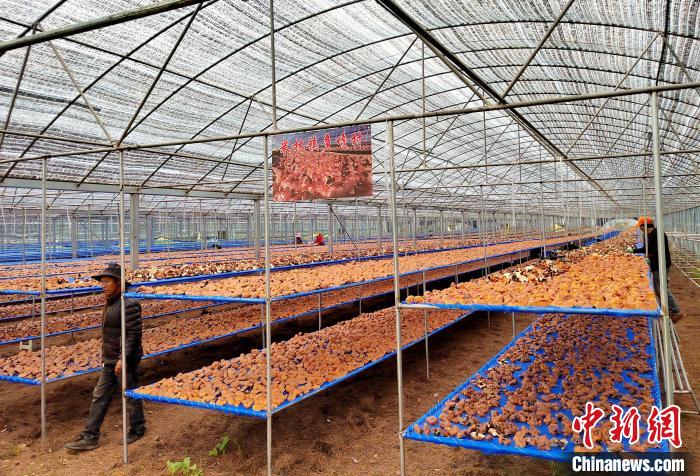 圖為紅太陽(yáng)科技示范家庭農(nóng)場(chǎng)采收的靈芝?！∑酱胪喙﹫D