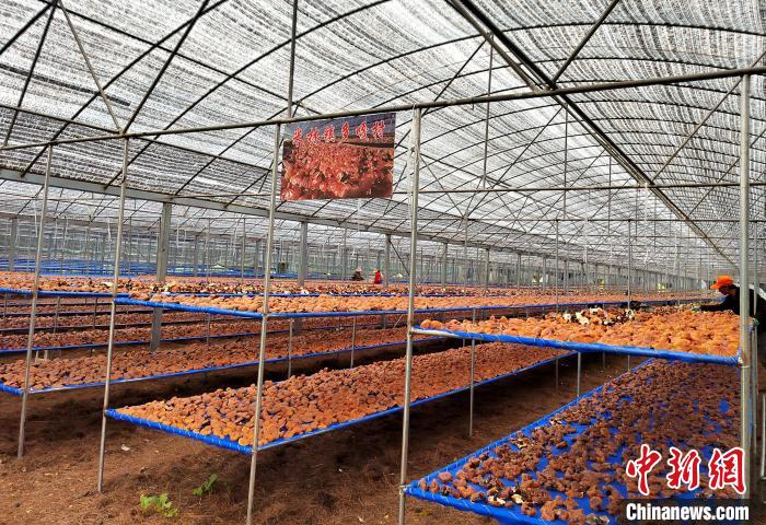 圖為紅太陽(yáng)科技示范家庭農(nóng)場(chǎng)采收的靈芝?！∑酱胪喙﹫D