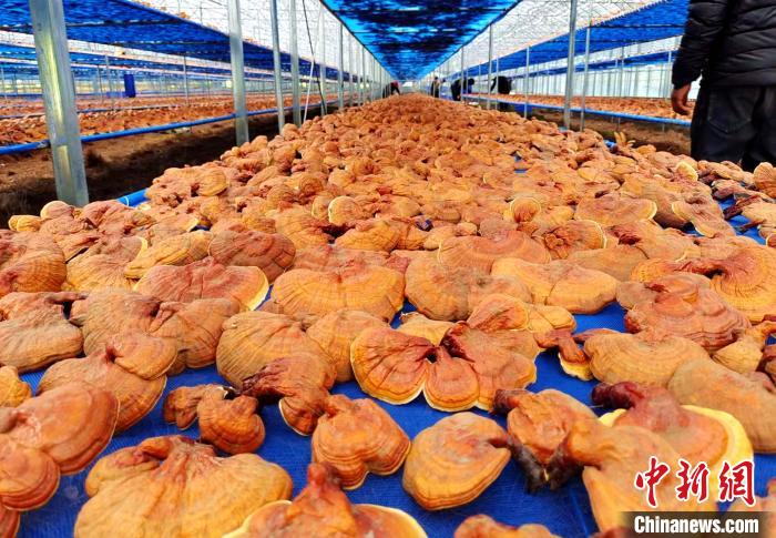 圖為紅太陽(yáng)科技示范家庭農(nóng)場(chǎng)采收的靈芝?！∑酱胪喙﹫D