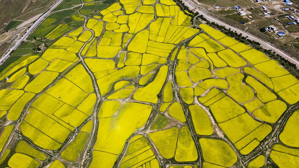 西藏墨竹工卡縣油菜農(nóng)田。