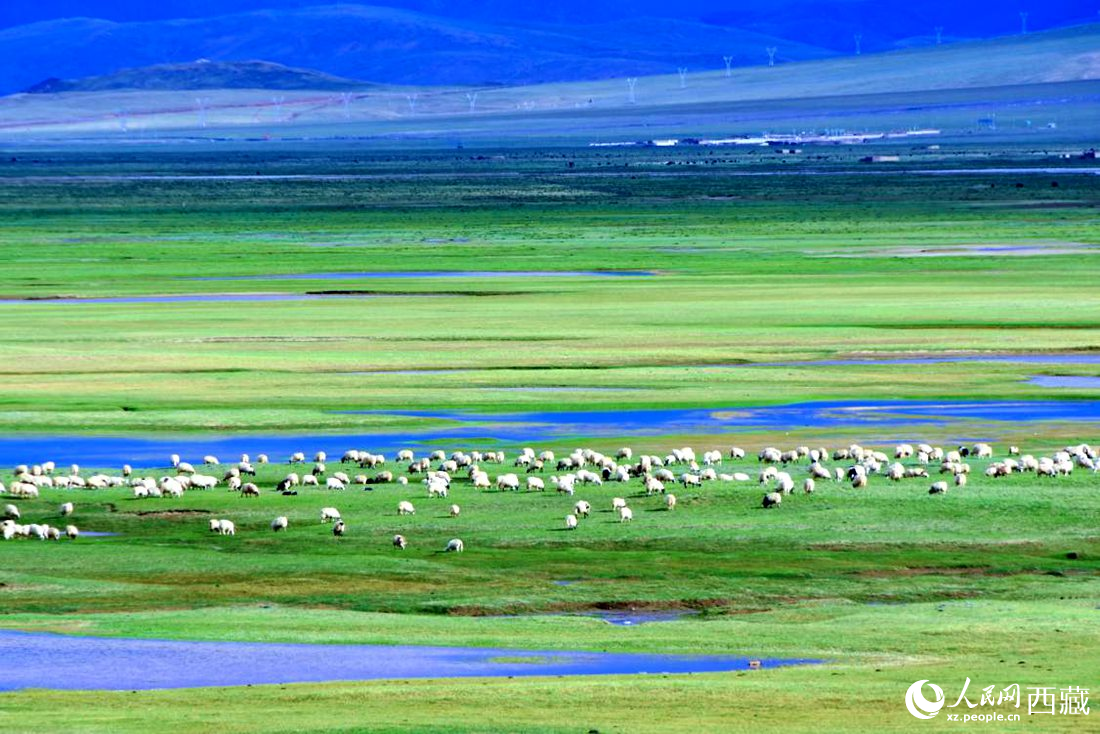 水草豐美的草原，牛羊悠閑覓食。人民網(wǎng) 李海霞攝
