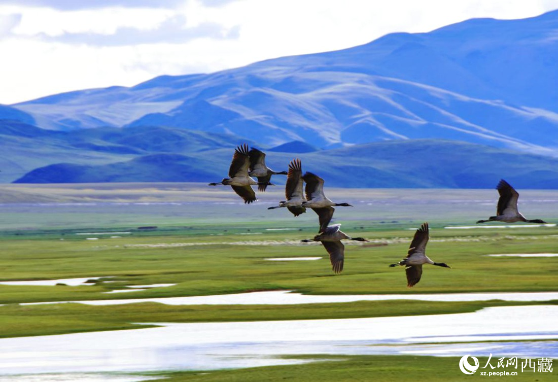 黑頸鶴在草原起舞。人民網(wǎng) 李海霞攝