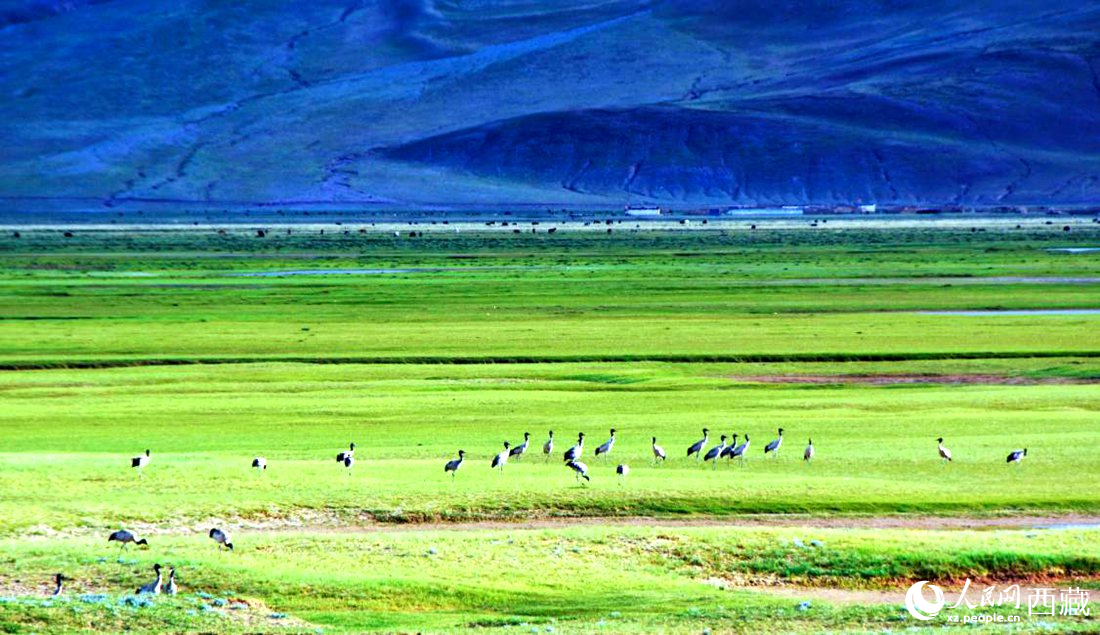 這個季節(jié)正是黑頸鶴繁殖季。人民網(wǎng) 李海霞攝