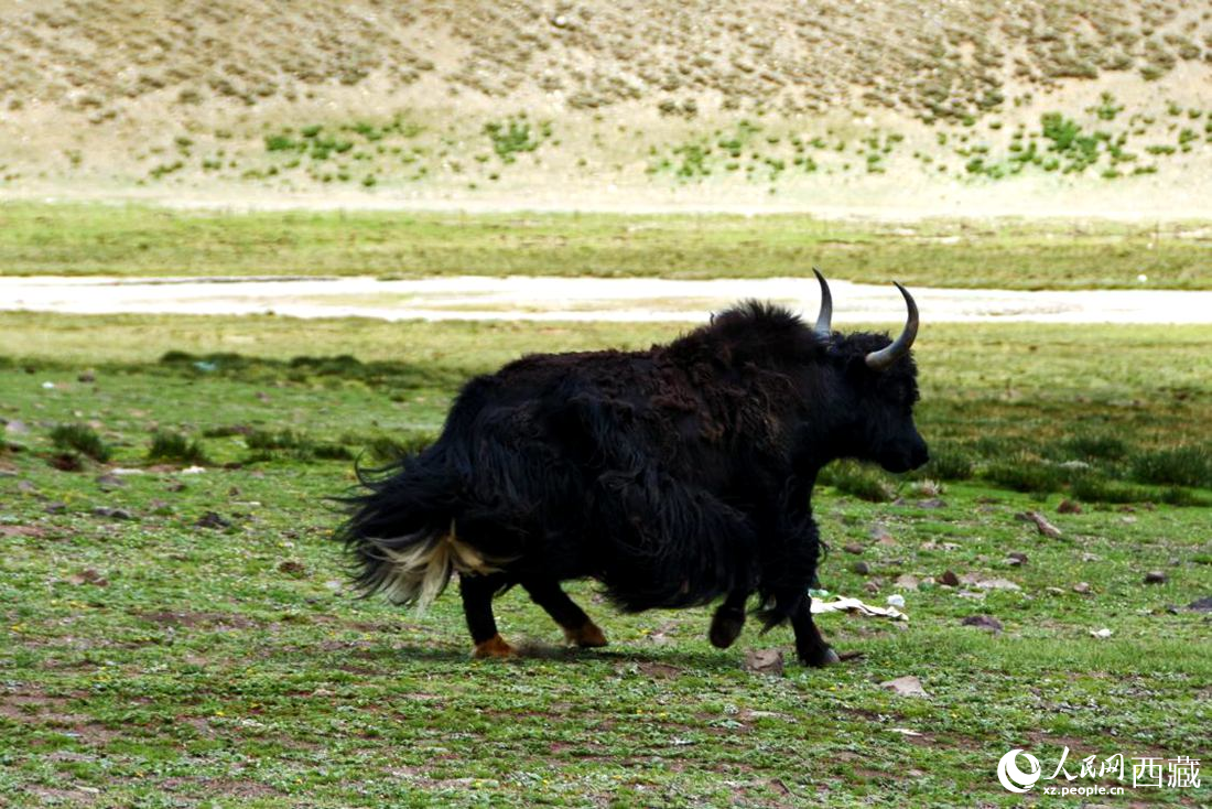 牦牛在草原撒歡兒。人民網(wǎng) 李海霞攝