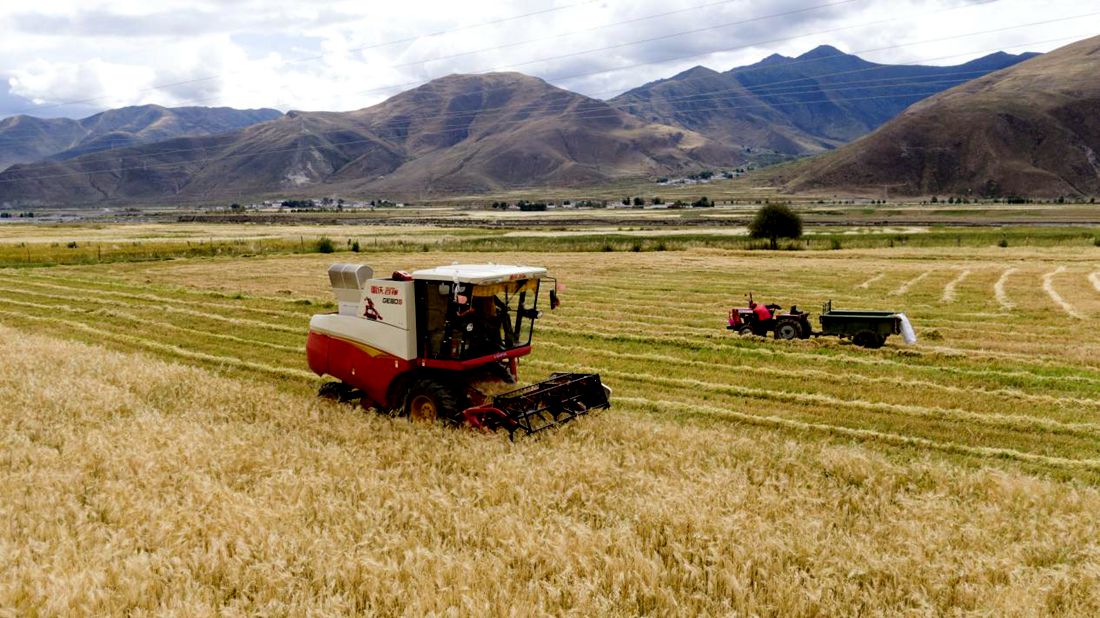 抗疫情、保秋收。洛克攝