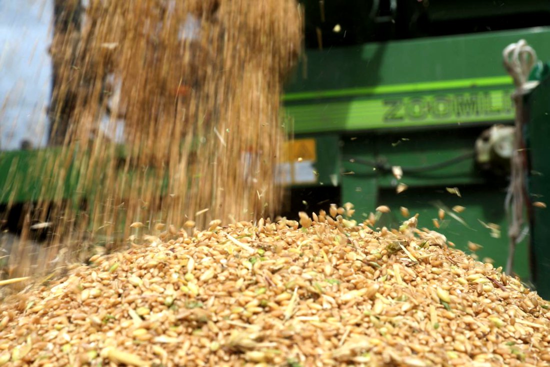 承載著希望的青稞，顆粒歸倉。洛克攝