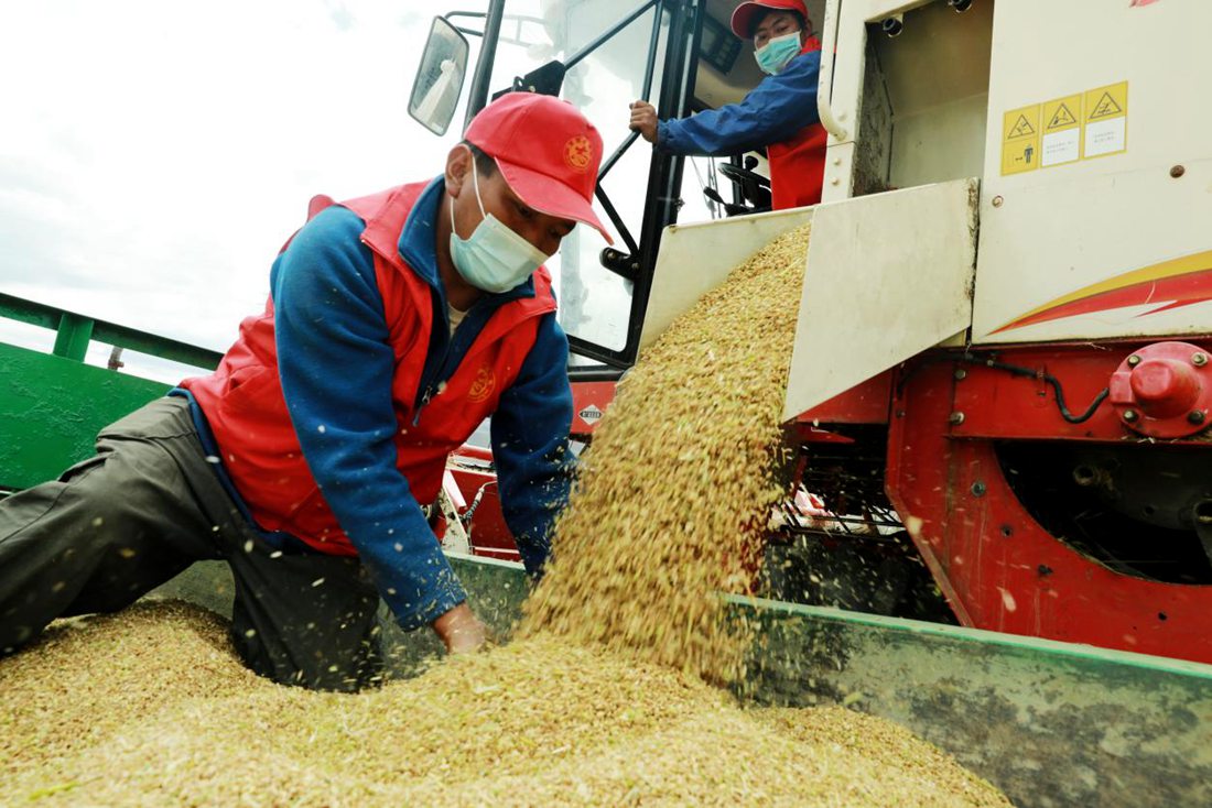 疫情之下，志愿者是田間最美的風(fēng)景。洛克攝