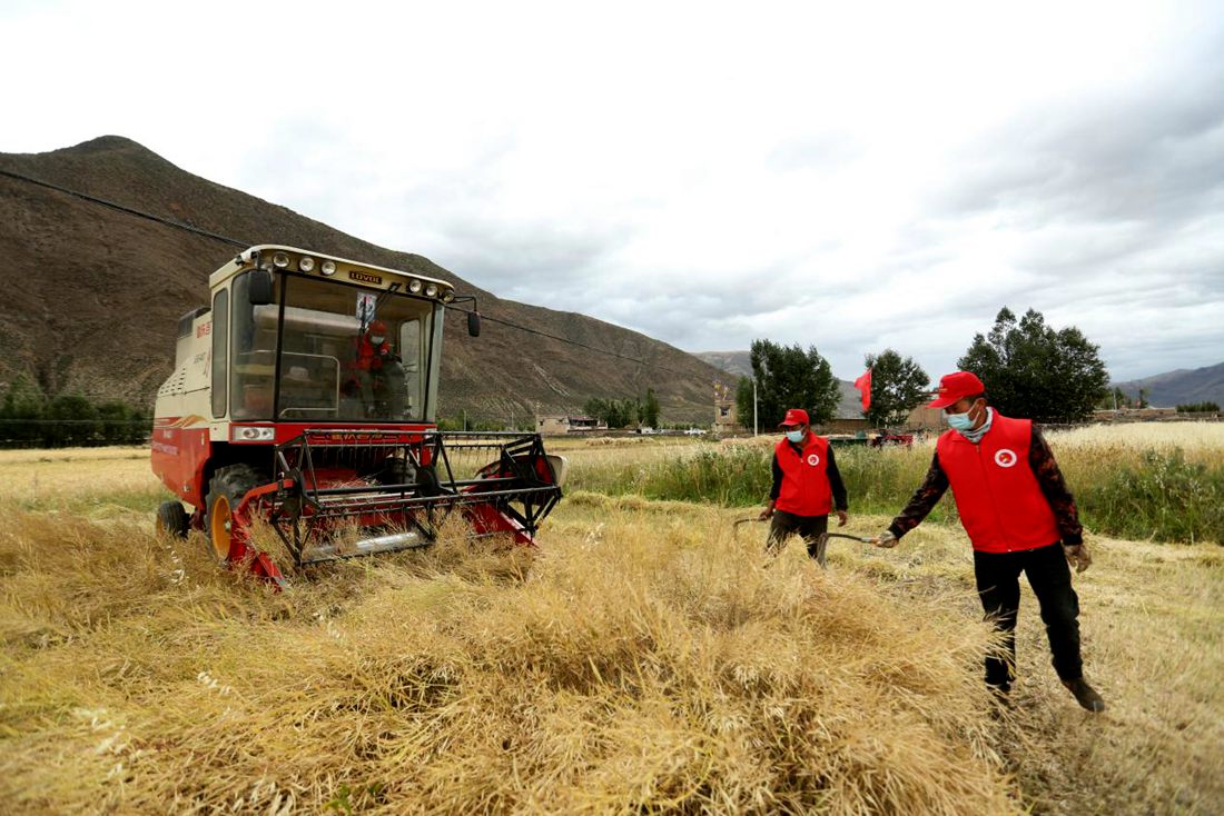 陣陣機(jī)械的轟鳴聲傳來豐收的喜悅。洛克攝