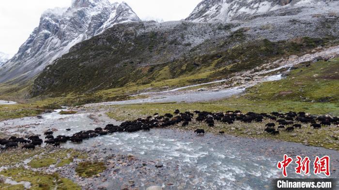 圖為轉(zhuǎn)場中的牦牛?！÷蹇?攝