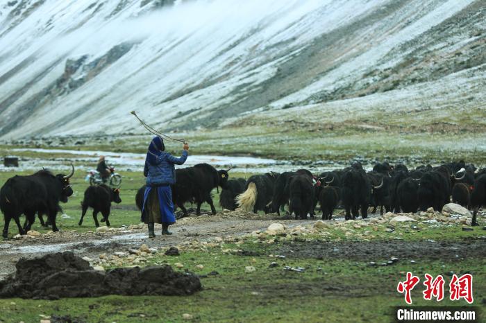 圖為牧民在趕牦牛?！÷蹇?攝