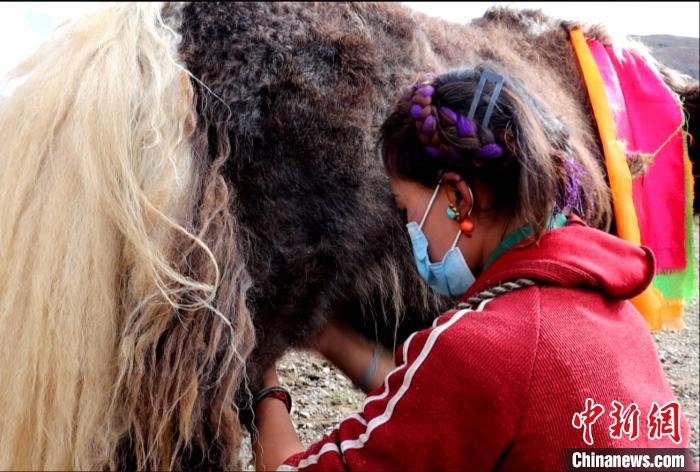 圖為牧民正在擠奶。　日喀則文聯(lián)供圖
