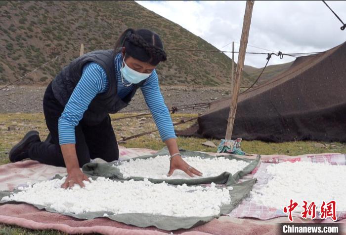 圖為牧民正在制作奶渣?！∪湛t文聯(lián)供圖