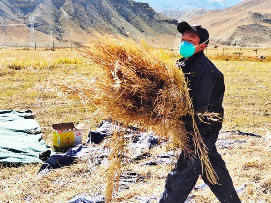 西藏吉?。簬愠两襟w驗秋收打場【2】