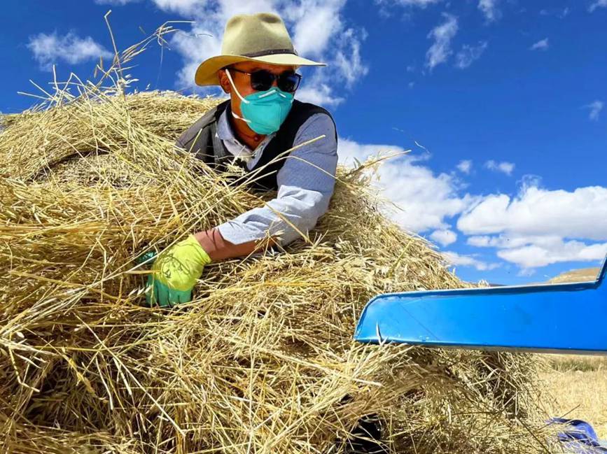 西藏吉?。簬愠两襟w驗秋收打場【3】