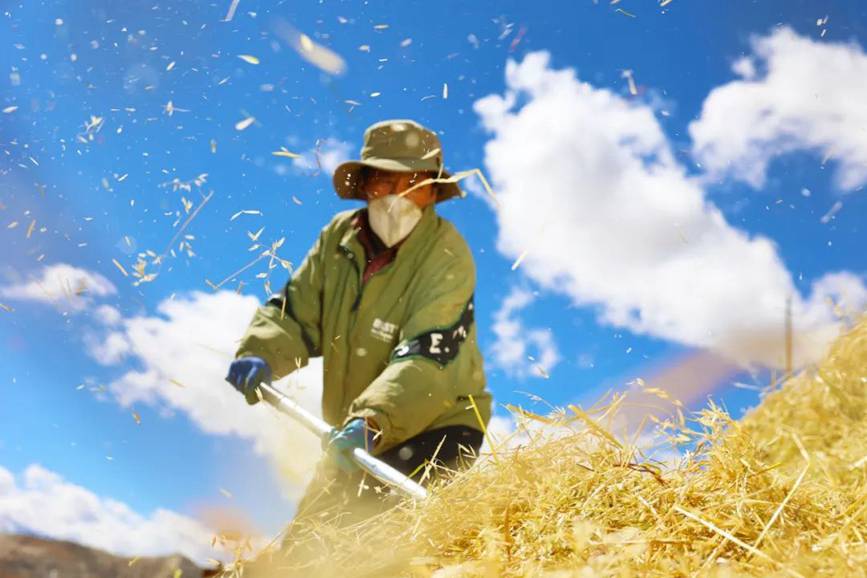 西藏吉?。簬愠两襟w驗秋收打場【5】