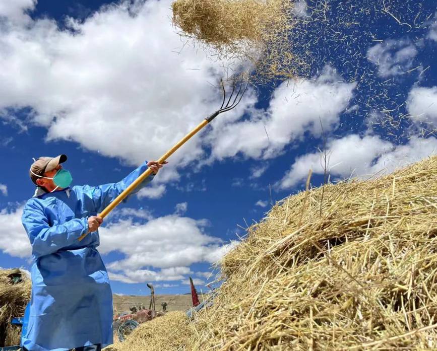 西藏吉?。簬愠两襟w驗秋收打場【6】