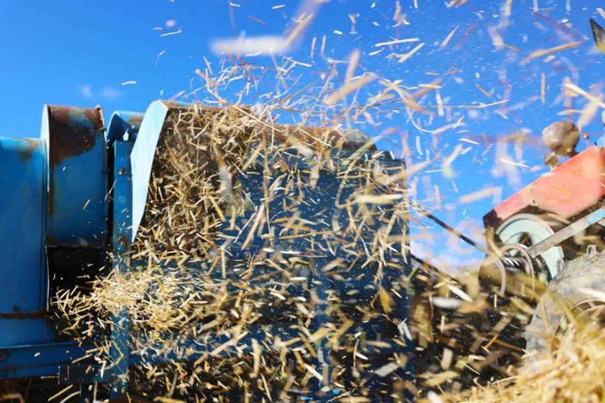 西藏吉?。簬愠两襟w驗秋收打場【7】