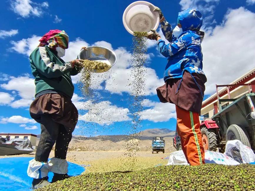 西藏吉?。簬愠两襟w驗秋收打場【10】