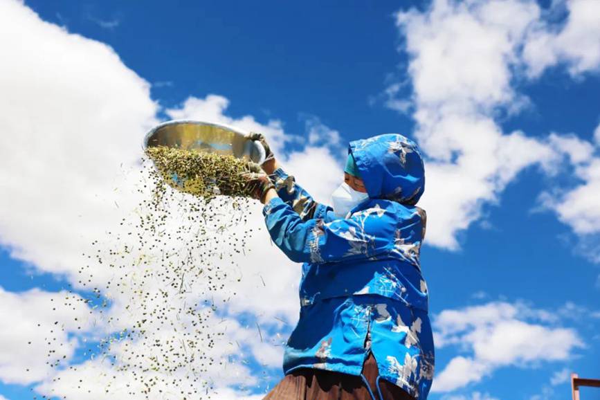 西藏吉?。簬愠两襟w驗秋收打場【12】