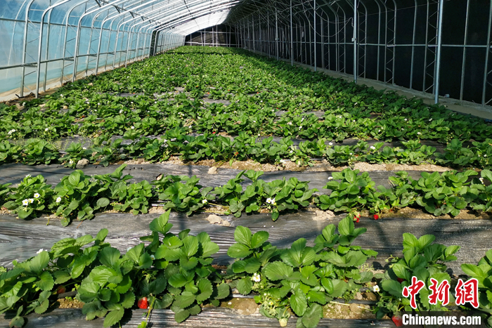 圖為10月21日，康馬縣薩馬達(dá)鄉(xiāng)高原溫室大棚內(nèi)的草莓長(zhǎng)勢(shì)良好。<a target='_blank' href='/'><p  align=