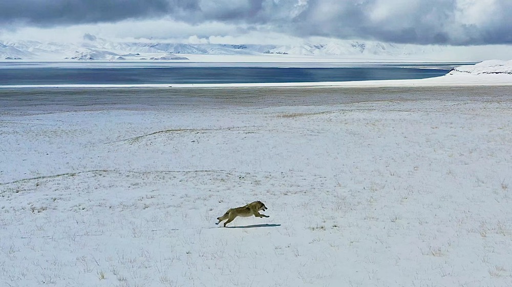 雪地里疾馳的阿里“狼”。