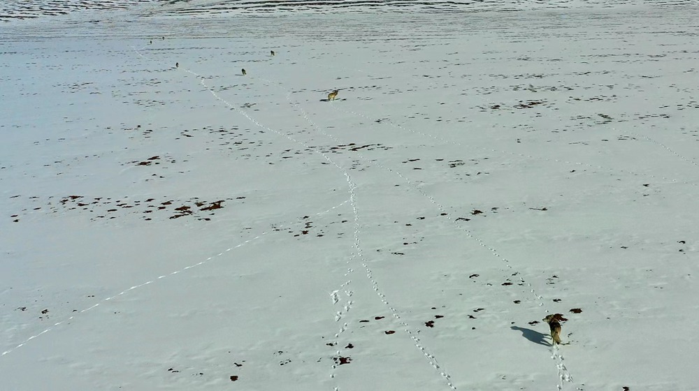 天地一色，狼群在雪地里不斷地向前奔跑。