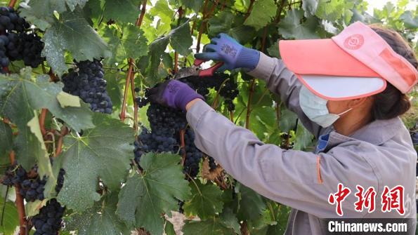 圖為當(dāng)?shù)卮迕癫烧咸?。　山南桑日縣委宣傳部提供