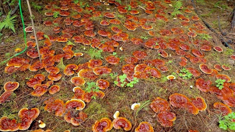 靈芝長勢喜人。